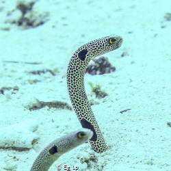 Heteroconger hassi (spotted garden eel). (f/6.3, 1/200, I... by E&e Lp 